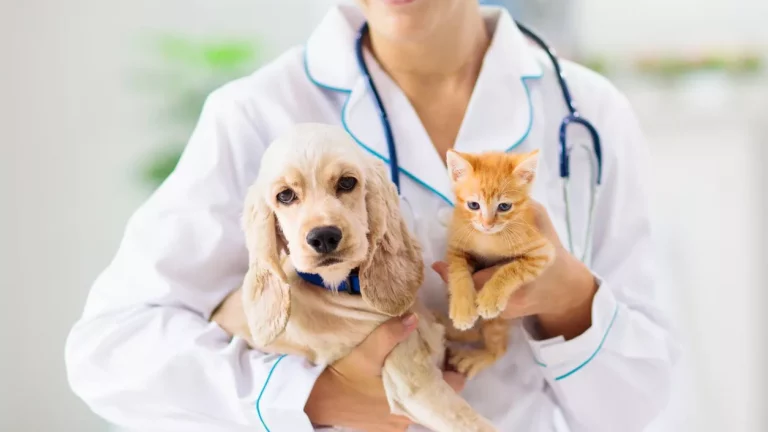 Paws, Tails, and Trust: Finding the Right Veterinarian Clinic in San Jose, CA